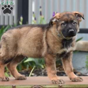 Kerry, German Shepherd Puppy